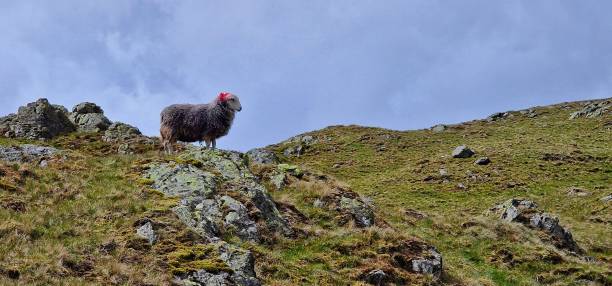 istock Herdies of Rosthwaite fell 1398658237