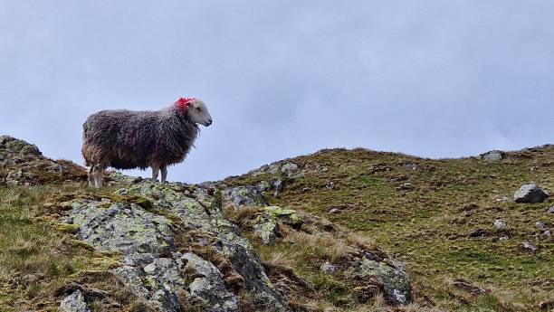 istock Herdies of Rosthwaite fell 1398658259