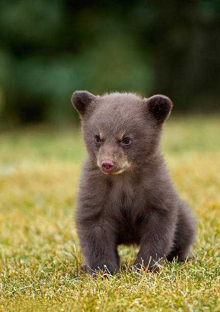 Black Bear (Ursus americanus) Cub stock photo