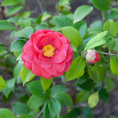 Camellia Japonica 'Blood of China', a late-flowering semi-double Camellia.