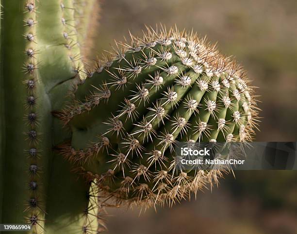 Saguaro Arm Ab Wachsen Stockfoto und mehr Bilder von Arizona - Arizona, Ausgedörrt, Dornig