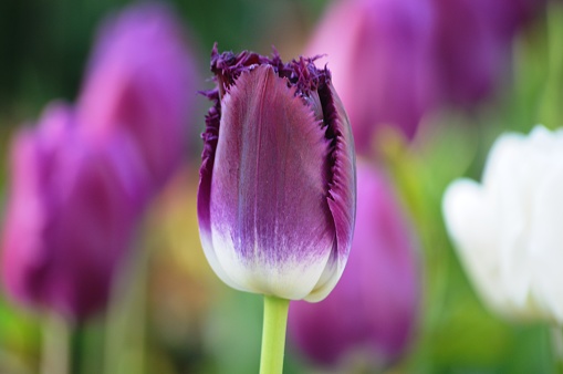 spring flowering colorful tulip flower