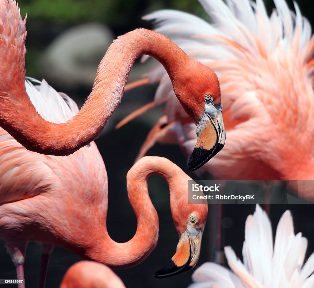 Flamencos - Foto de stock de Flamenco - Ave de agua dulce libre de derechos