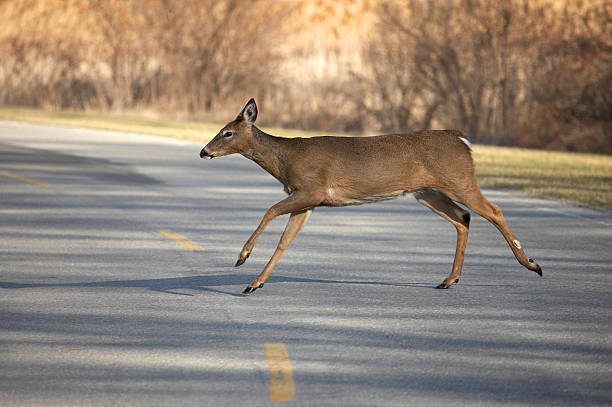 istock Deer crossing two-lane road in mid-stride with brush behind 139866019