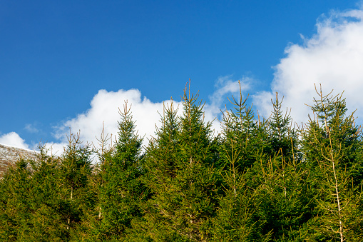 View of the tops of a group of conifer trees set against the backdrop of a beautiful blue sky.