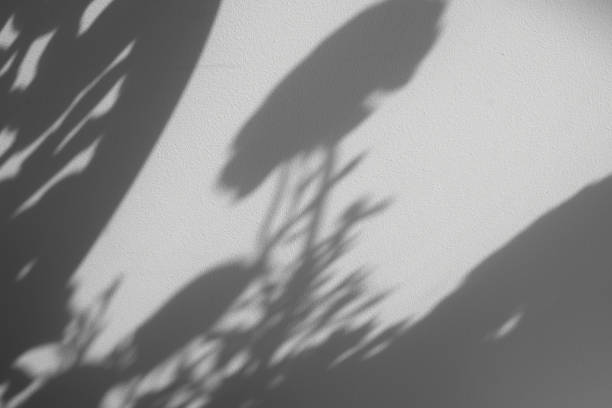 istock shadow on the wall from the chair and flowers 1398661989