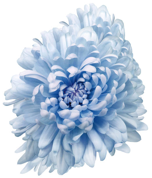 istock Blue  chrysanthemum flower  on white isolated background with clipping path.   Closeup.    Nature. 1398662511