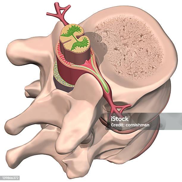 Wirbelsäule Akkord Stockfoto und mehr Bilder von Wirbelsäule - Wirbelsäule, Querschnitt, Wirbelsäule - Mensch