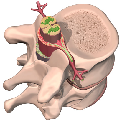 3D illustration of spinal chord cross section.