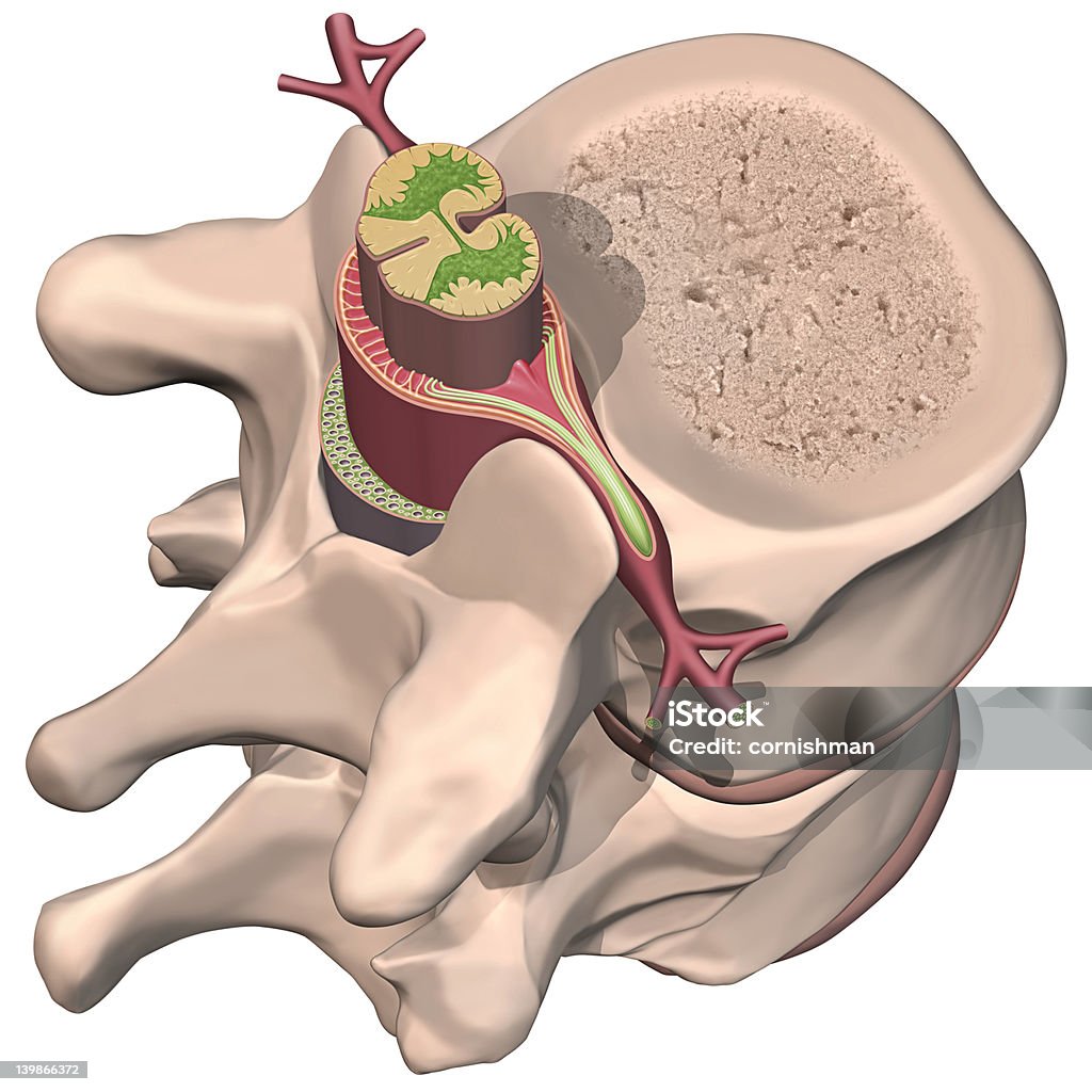 Rdzeń kręgowy - Zbiór zdjęć royalty-free (Kręgosłup - część ciała)