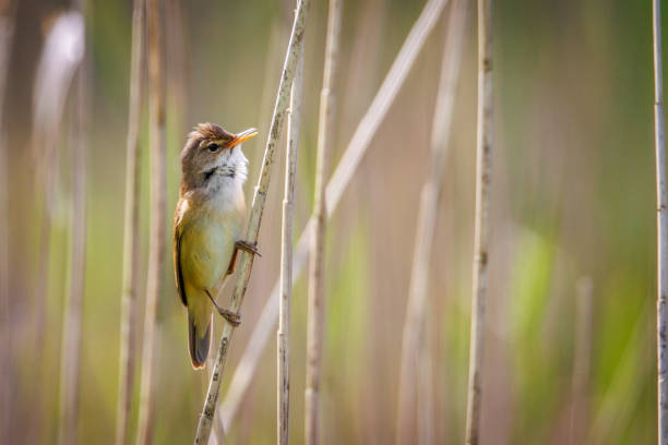 istock one small reed warbler sitting on a reed 1398663994
