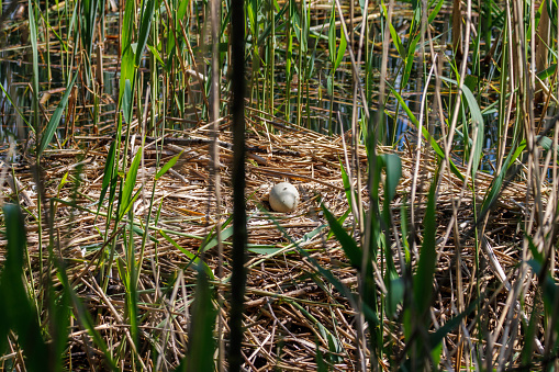 in a swan nest lies a swan egg left behind