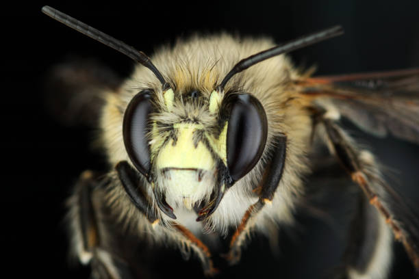 istock a honey bee in closeup 1398664102