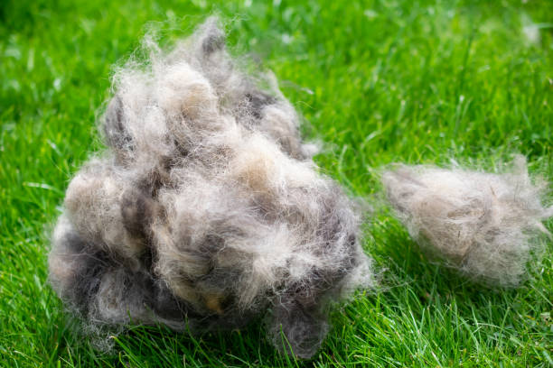 bocanadas de pelo de perro después del cepillado - grooming dog pets brushing fotografías e imágenes de stock