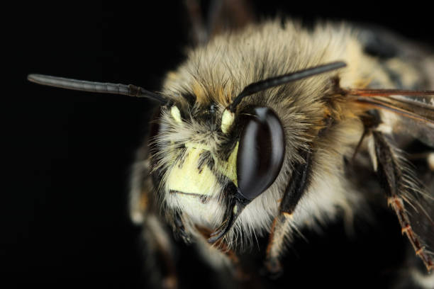 istock a honey bee in closeup 1398665205
