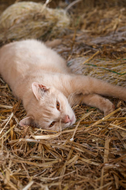 istock European beige cat sleeping in farm haystack straw 1398665570