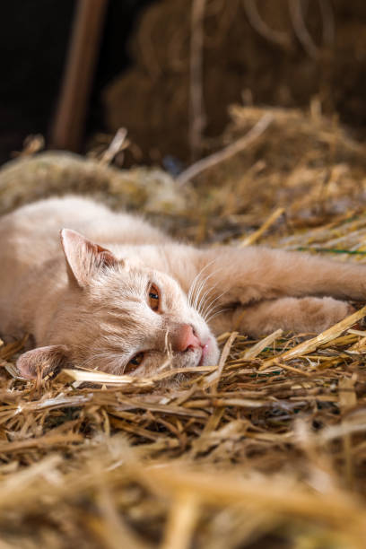 istock European beige cat sleeping in farm haystack straw 1398665617