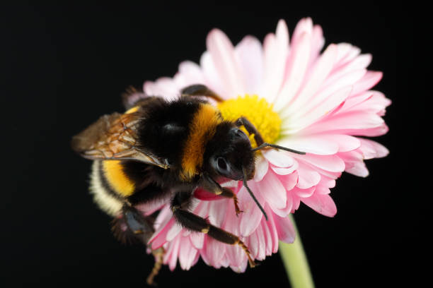 istock young bumblebee on a flower 1398665669
