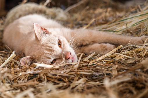 European beige cat sleeping in farm haystack straw