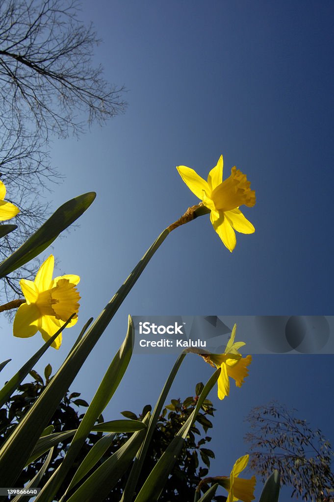 Frühling-glory - Lizenzfrei Abgeschiedenheit Stock-Foto