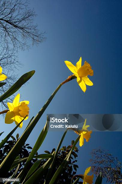 Frühlingglory Stockfoto und mehr Bilder von Abgeschiedenheit - Abgeschiedenheit, April, Blau