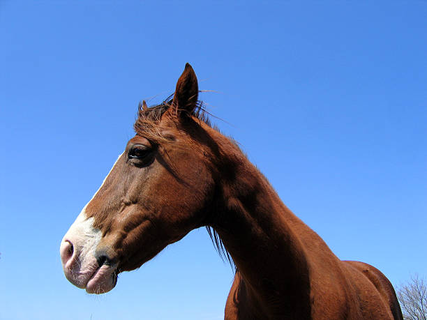 vernice mare - livestock horse bay animal foto e immagini stock