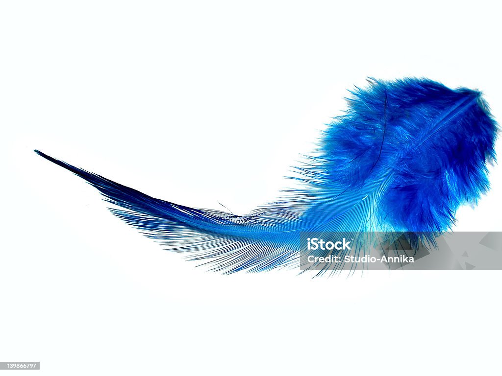Голубое перо - Стоковые фото Высокий ключ роялти-фри
