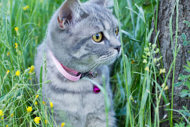 istock Cat in the garden 1398668106