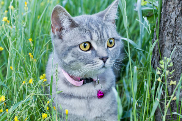 istock Cat in the garden 1398668111