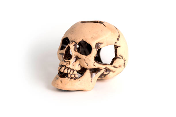 istock Human skull replica isolated on white background. 1398668144