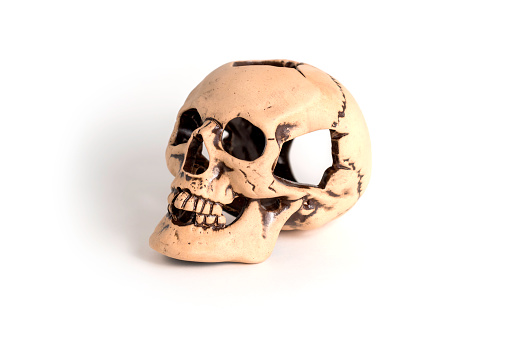 Human skull replica isolated on white background