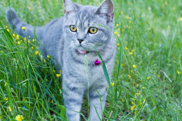 istock Cat in the garden 1398668234