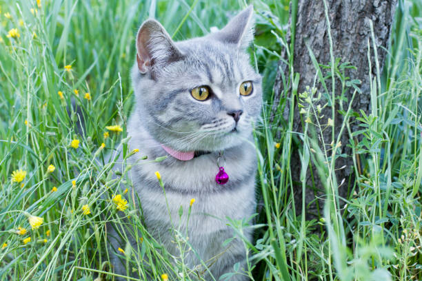 istock Cat in the garden 1398668649