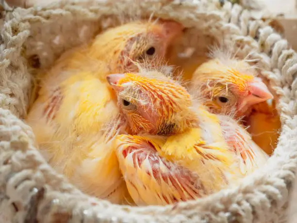 Photo of Defenseless chicks sleep in the nest. Newly hatched canary chick and eggs in the nest. Breeding of songbirds at home.