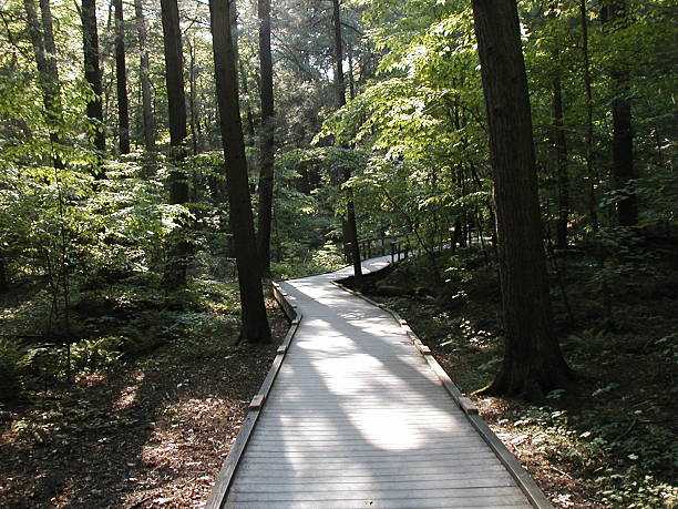 Forest path stock photo