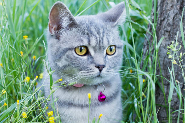istock Cat in the garden 1398669253