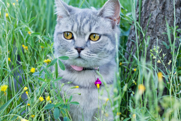 istock Cat in the garden 1398669254