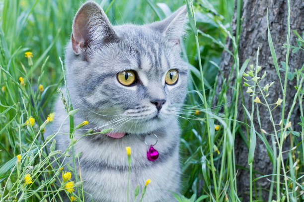 istock Cat in the garden 1398669256