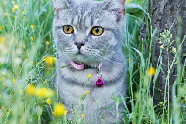 istock Cat in the garden 1398669350