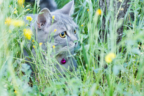 istock Cat in the garden 1398669473