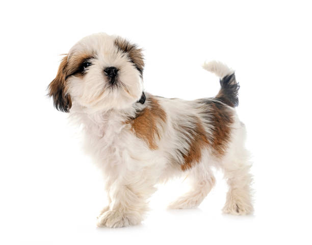 istock puppy Shih Tzu in studio 1398669540
