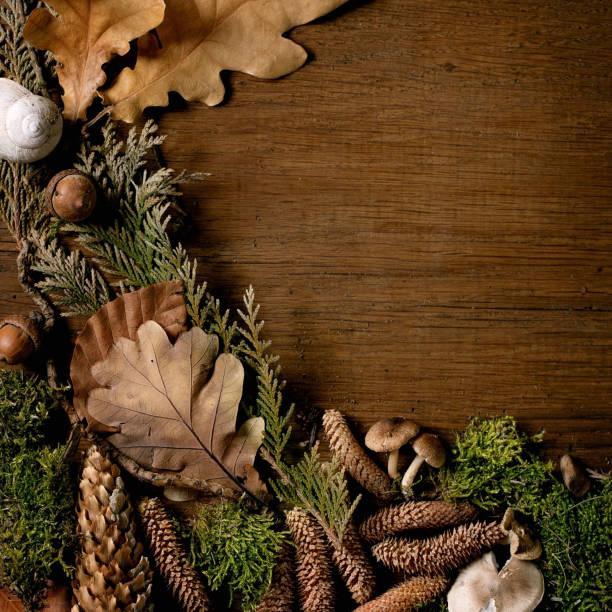 istock Fairy tale ambiance magic autumnal forest background 1398669809