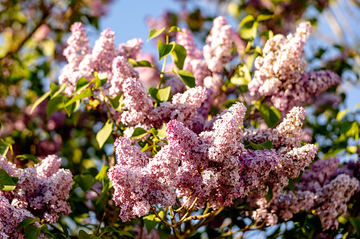 Lilac flowers on blue sky background. End of winter, spring time. Close-up view. Beautiful nature, blossom. Sunny weather. Syringa vulgaris