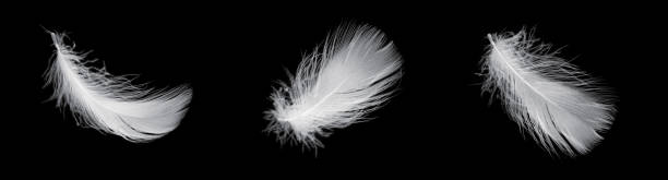 istock white feather of a goose on a black background 1398669877