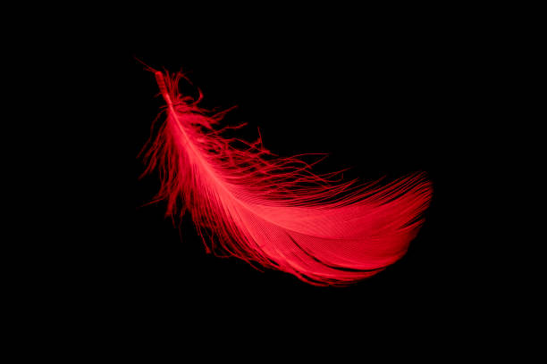 istock a red goose feather on a black isolated background 1398669894