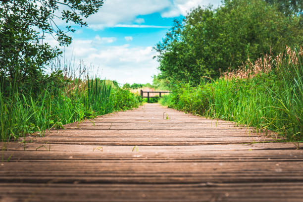 Wooden road in the park