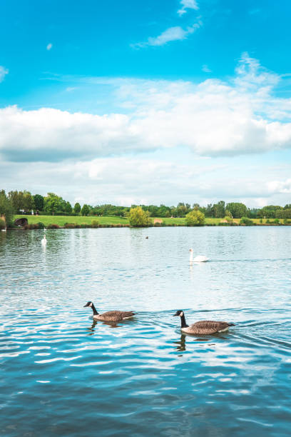 istock Duck on the lake 1398670003