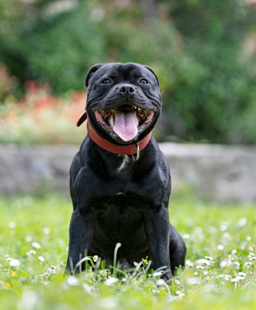 istock staffordshire bull terrier 1398670096