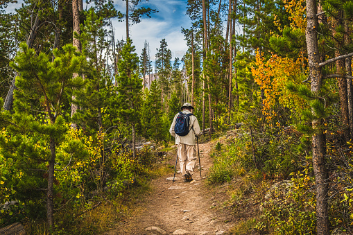 Senior man hiking in Colorado forest in autumn; pine tress on both sides