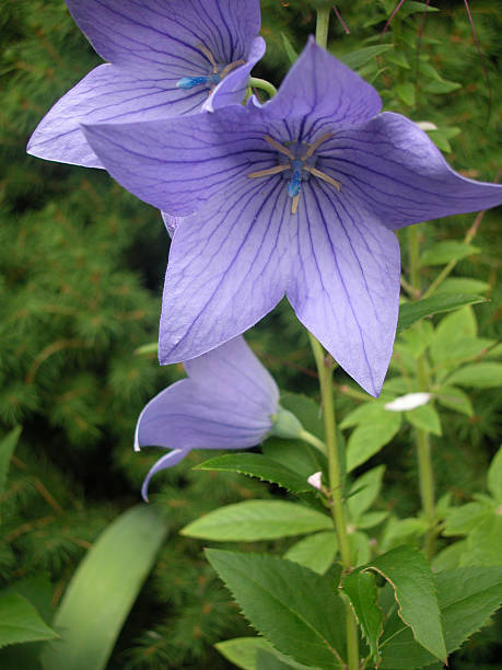 istock purple bellflowers campanula 139867110